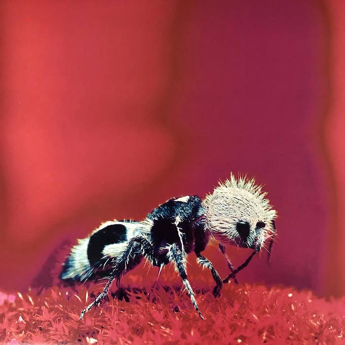 Artist Image